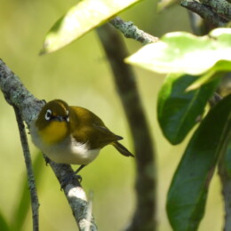 Malagasy white-eye (Zosterops maderaspatanus)