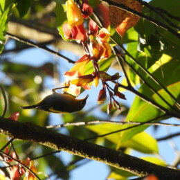 Indian white-eye (Zosterops palpebrosus)