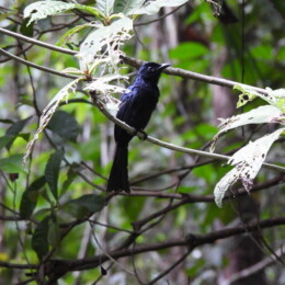 Greater racket-tailed drongo (Dicrurus paradiseus)