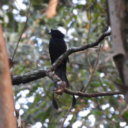 Greater racket-tailed drongo (Dicrurus paradiseus)