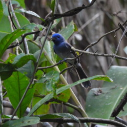 Blue-naped monarch (Hypothymis azurea)