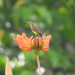 Thick-billed spiderhunter (Arachnothera crassirostris)