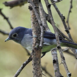 White-eyed slaty flycatcher (Melaenornis fischeri)