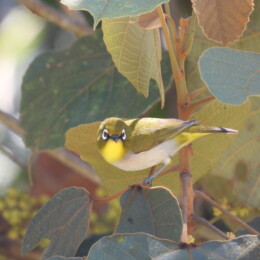 Malagasy white-eye (Zosterops maderaspatanus)