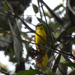 Scarlet minivet (Pericrocotus flammeus flammeus)