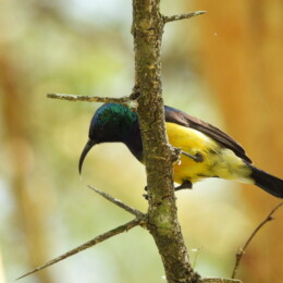 Variable sunbird (Cinnyris venustus venustus)