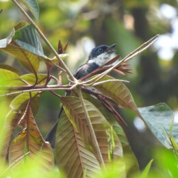 Ward’s vanga (Pseudobias wardi)