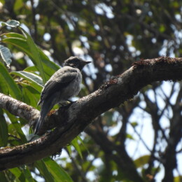 Madagascar cuckooshrike (Ceblepyris cinereus)