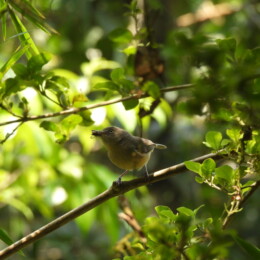Common newtonia (Newtonia brunneicauda)