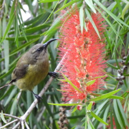 Bronze sunbird (Nectarinia kilimensis) female