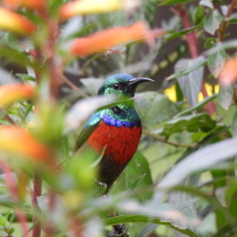 Northern double-collared sunbird (Cinnyris reichenowi) male