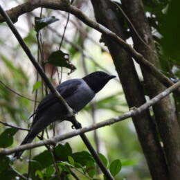Madagascar cuckooshrike (Ceblepyris cinereus)