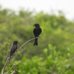 Fork-tailed drongo (Dicrurus adsimilis)