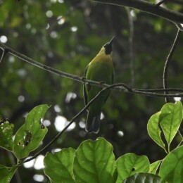 Blue-winged leafbird (Chloropsis moluccensis)