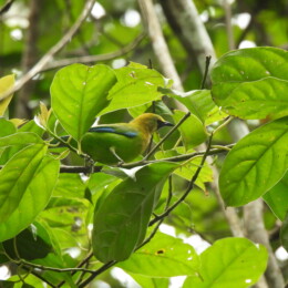 Blue-winged leafbird (Chloropsis moluccensis)