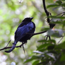Hair-crested drongo (Dicrurus hottentotus)