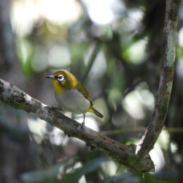Malagasy white-eye (Zosterops maderaspatanus)