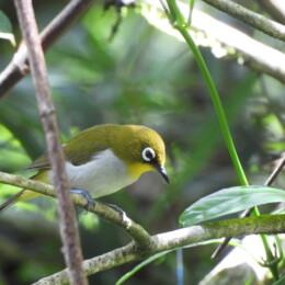 Malagasy white-eye (Zosterops maderaspatanus)