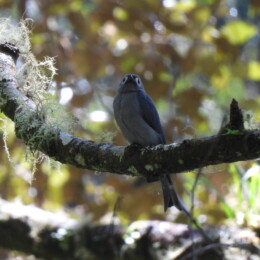 Ashy drongo (Dicrurus leucophaeus stigmatops)