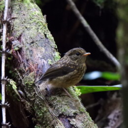 Snowy-browed flycatcher (Ficedula hyperythra) juvenile