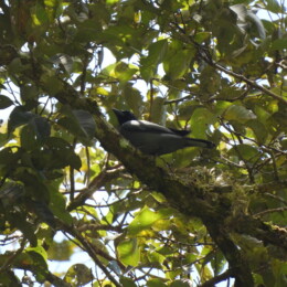 Sunda cuckooshrike (Coracina larvata)