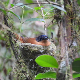 Malagasy paradise flycatcher (Terpsiphone mutata) female