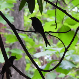 Crested drongo (Dicrurus forficatus)