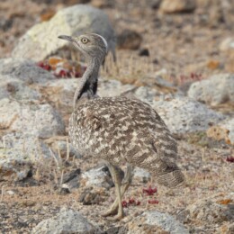African houbara (Chlamydotis undulata fuertaventurae)