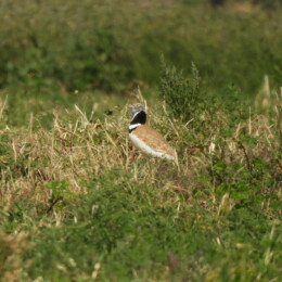 Little bustard (Tetrax tetrax)