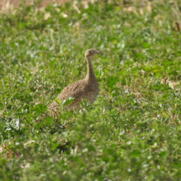 Little bustard (Tetrax tetrax)