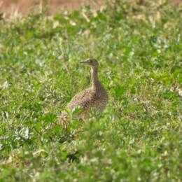 Little bustard (Tetrax tetrax)