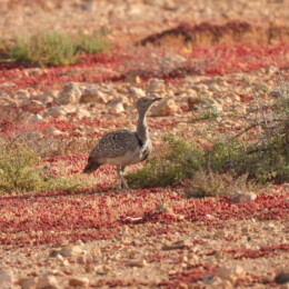 African houbara (Chlamydotis undulata fuertaventurae)
