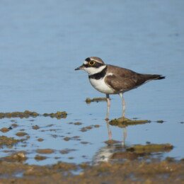 Little ringed plover (Thinornis dubius)