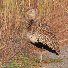 Red-crested korhaan (Lophotis ruficrista)