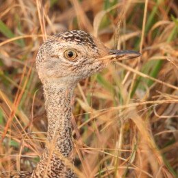 Red-crested korhaan (Lophotis ruficrista)