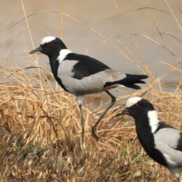 Blacksmith lapwing (Vanellus armatus)