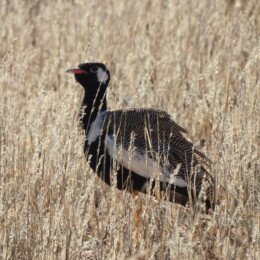 Northern black korhaan (Afrotis afraoides)