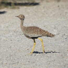 Northern black korhaan (Afrotis afraoides)