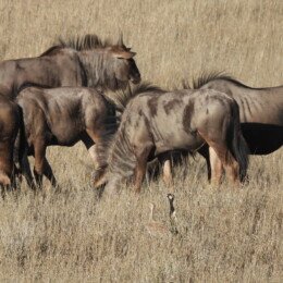 Northern black korhaan (Afrotis afraoides) and blue wildebeest (Connochaetes taurinus)