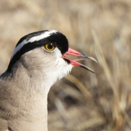 Crowned lapwing (Vanellus coronatus)