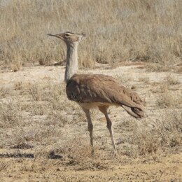 Kori bustard (Ardeotis kori)