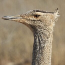 Kori bustard (Ardeotis kori)