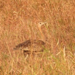 Black-bellied bustard (Lissotis melanogaster)
