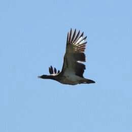 Ludwig's bustard (Neotis ludwigii)