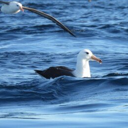 Black-browed albatross (Thalassarche melanophrys)