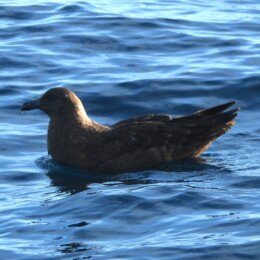Brown skua (Stercorarius antarcticus)