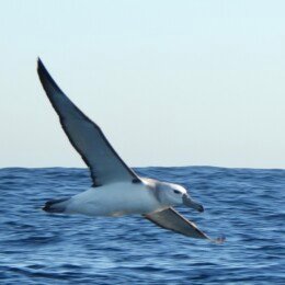 Black-browed albatross (Thalassarche melanophrys)