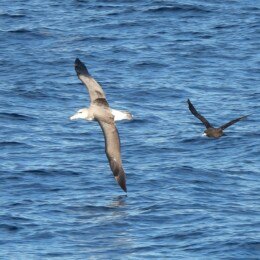 Black-browed albatross (Thalassarche melanophrys) and white-chinned petrel (Procellaria aequinoctialis)