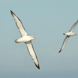Shy albatross (Thalassarche cauta)
