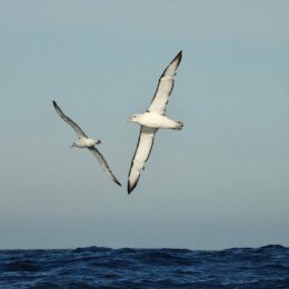 Shy albatross (Thalassarche cauta)